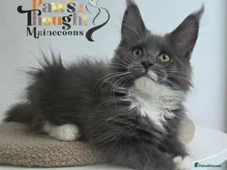 Maine Coon cats Top quality Mainecoon girls..Tica reg - Advert 6