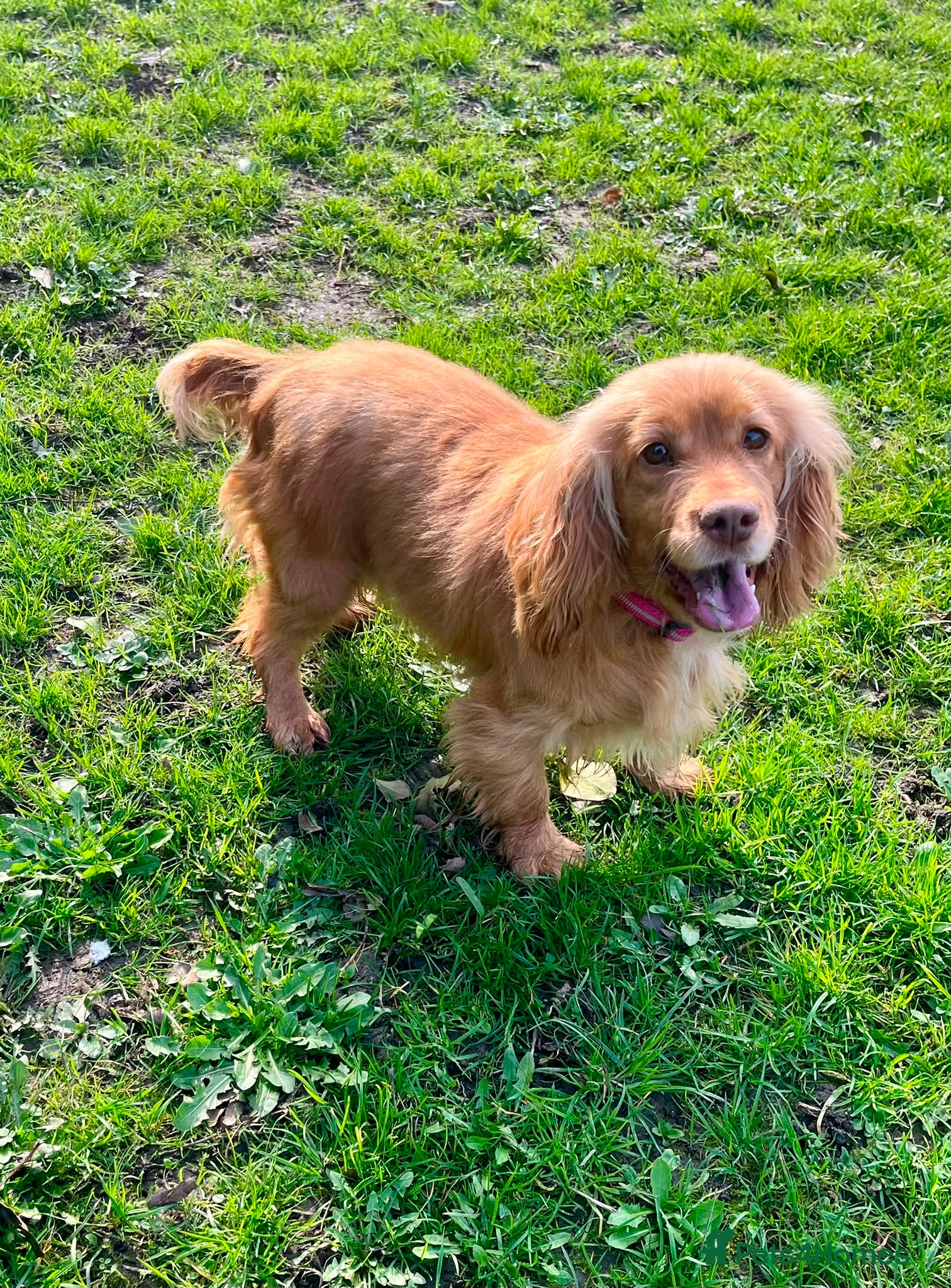 Cocker Spaniel dogs for sale: Stunning Working Cocker spaniels  - Advert 11