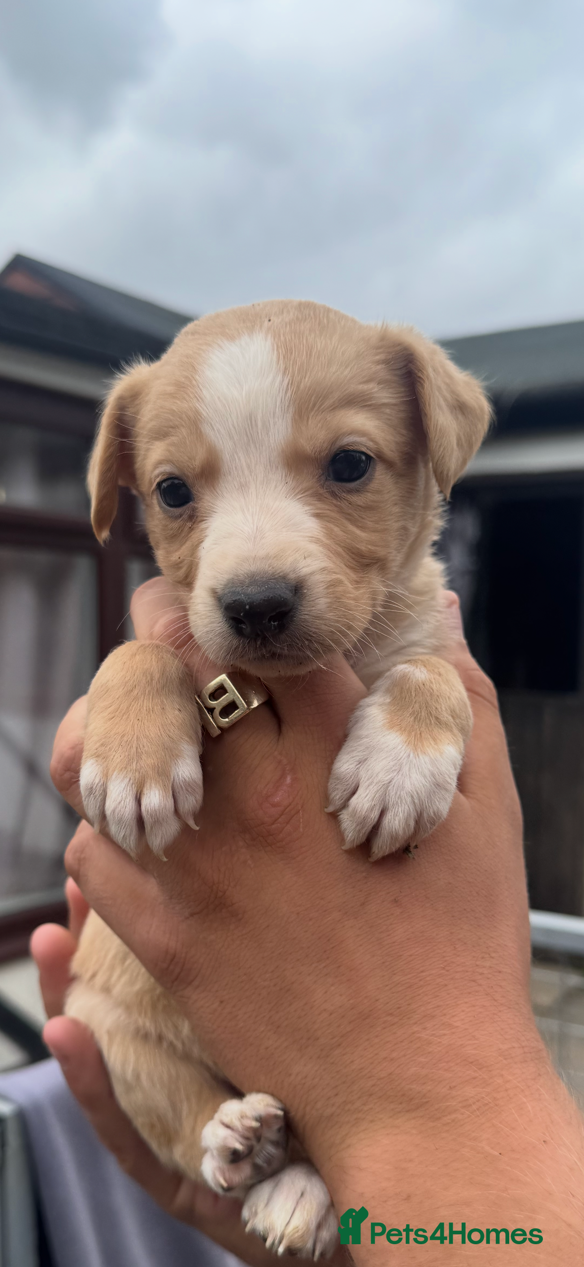 Lurcher dogs Top quality Lurcher puppies - Advert 2