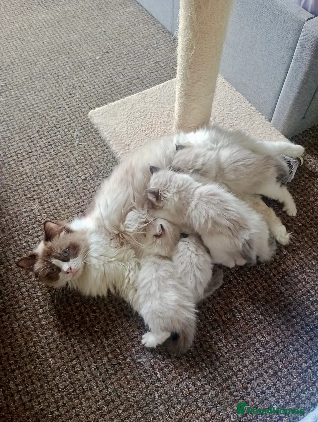 Ragdoll cats for sale: Purebred Ragdoll Kittens - TICA - YORKSHIRE - Advert 1
