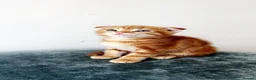 Scottish Fold cats for sale: Scottish Fold Kittens/Ginger+Mixed  - Advert 15