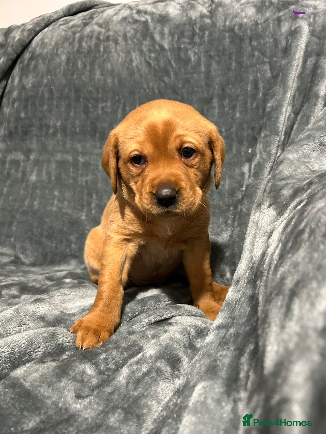 Labrador Retriever dogs for sale: 5 Pedigree KC Reg Fox Red Labs ready NYE  - Advert 10