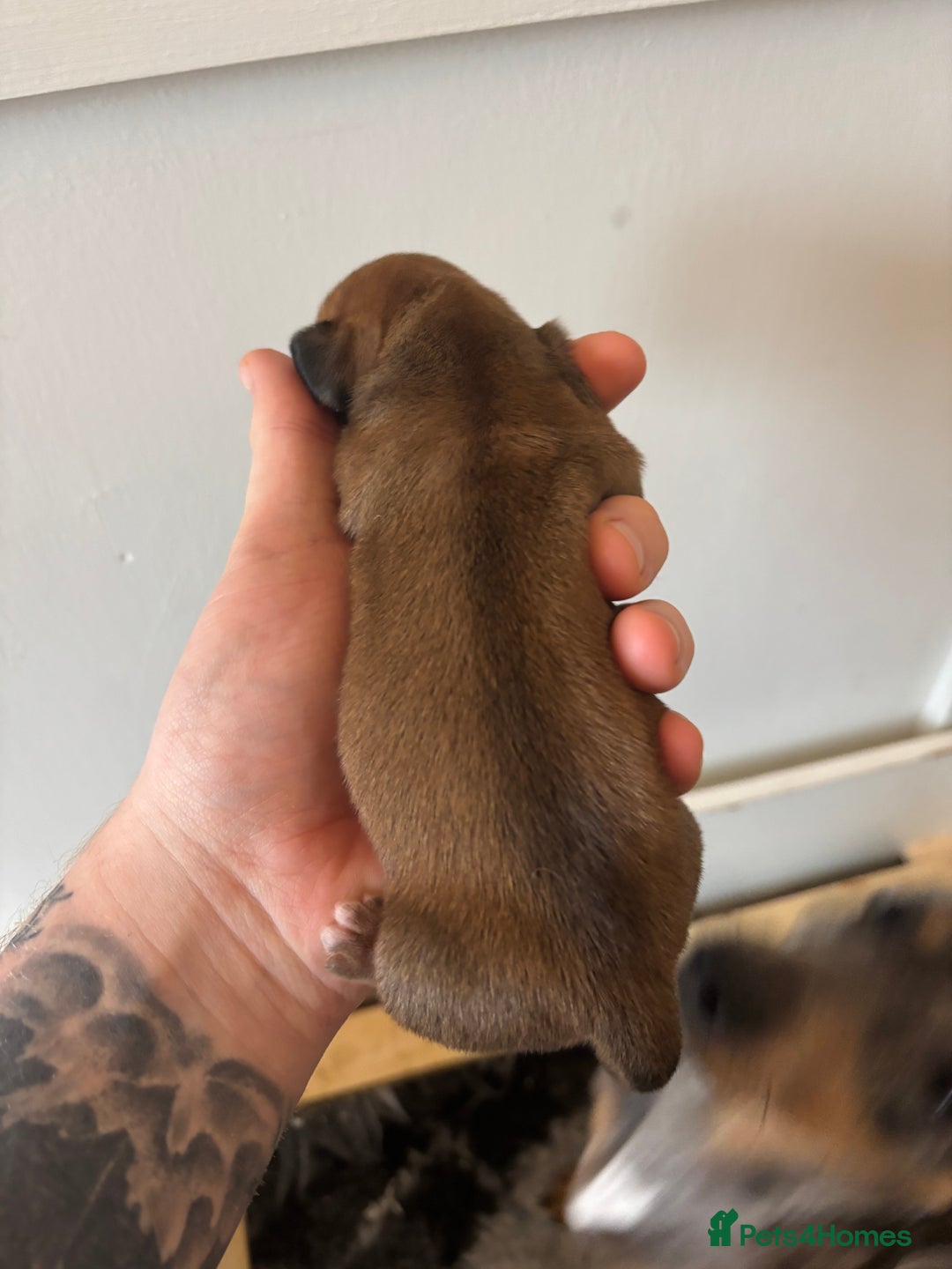 Miniature Dachshund dogs for sale: Gorgeous miniature dachshund puppies - Advert 7