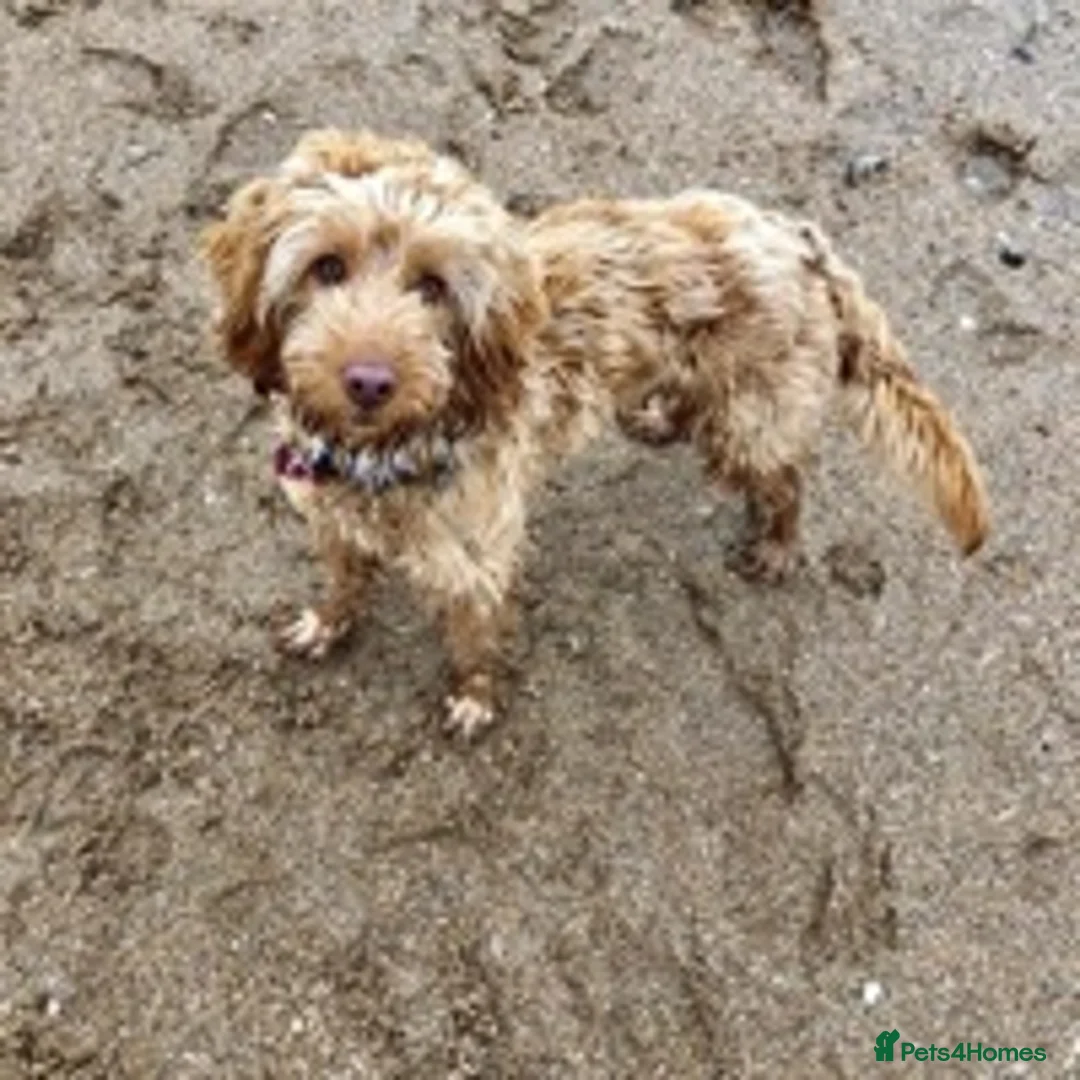 Cockapoo dogs for stud: BAXTER Makes Beautiful Babies 🐾 in Haddington - Advert 15