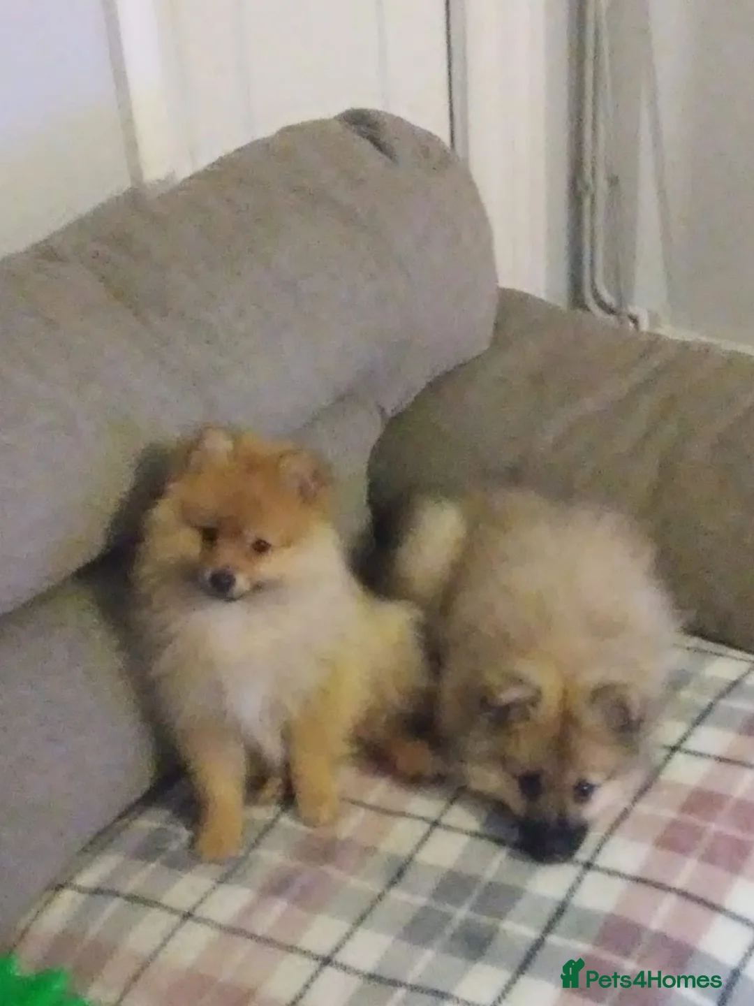 Pomeranian dogs for sale: Two male Pomeranian puppies for sale - Advert 15
