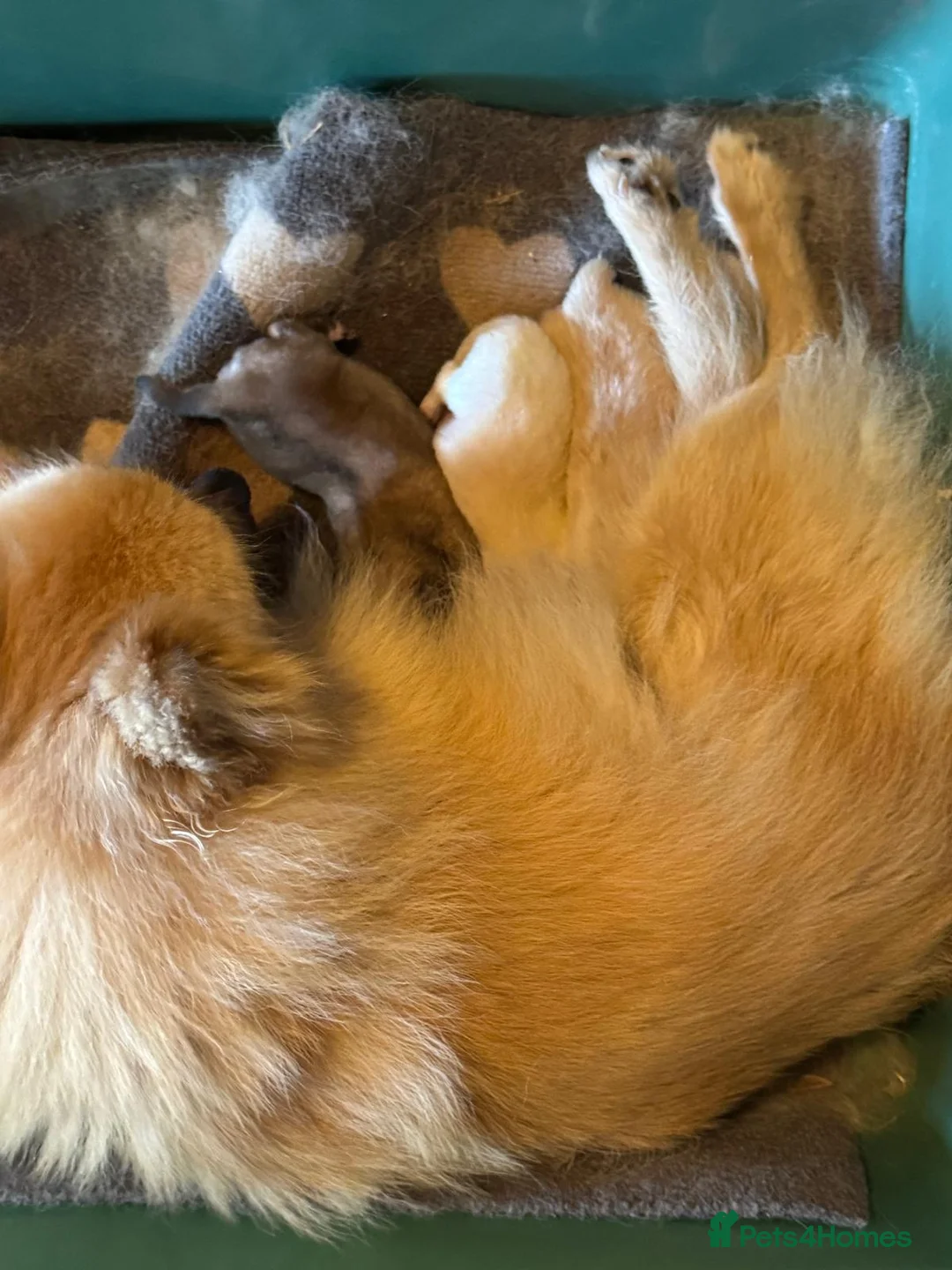 Pomchi dogs for sale: 3/4 Pomeranian (Pomchi's) - Advert 8