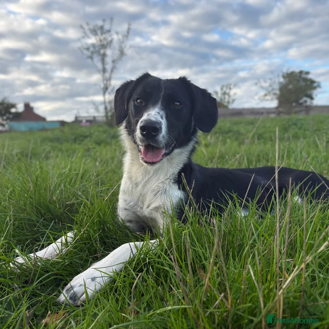 Mixed Breed dogs for sale: Collie x - Advert 3