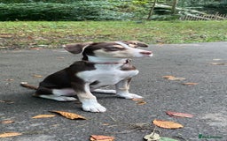 Mixed Breed dogs for sale: CeCe  - Image 1