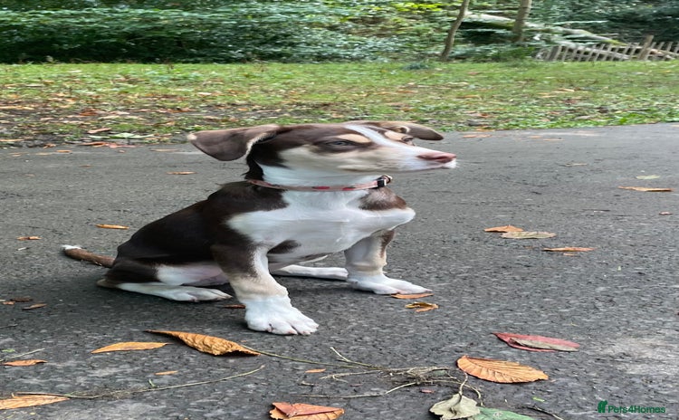 Mixed Breed dogs - Advert 3