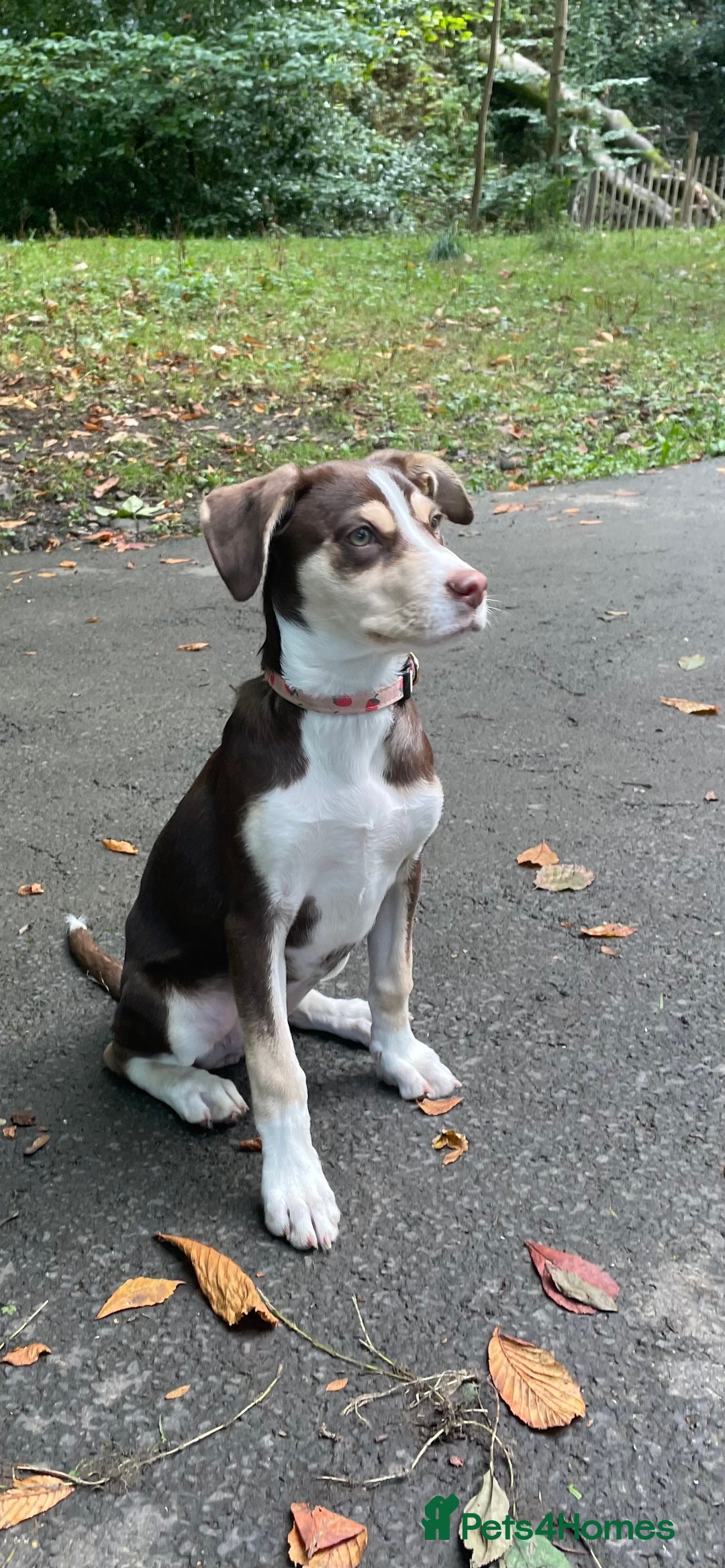 Mixed Breed dogs for sale: CeCe  - Image 1