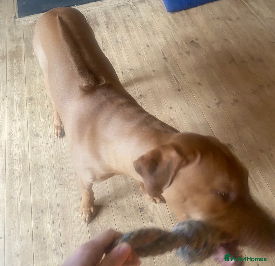 Rhodesian Ridgeback dogs for sale: Young Male KC Reg. Ridgeback  - Advert 2