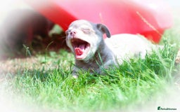 Chihuahua dogs for sale: Lilac chihuahua KC Registered Boys - Image 19