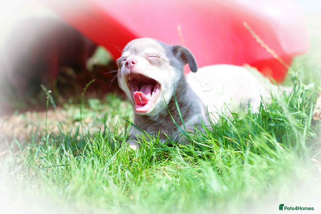 Chihuahua dogs for sale: Lilac chihuahua KC Registered Boys - Image 19