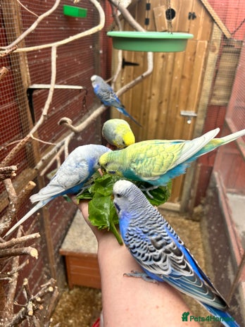 Budgerigars birds - Advert 2