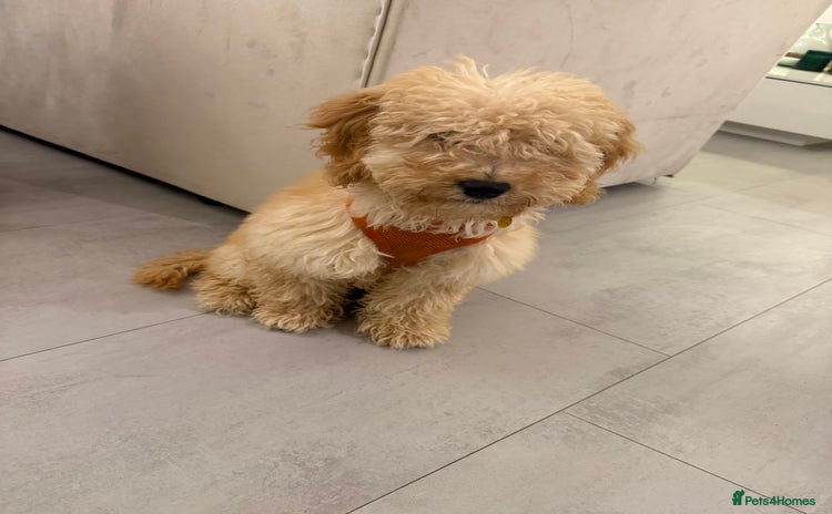 Cockapoo dogs - Advert 1