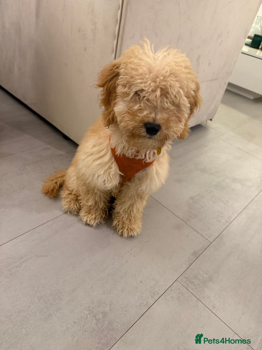 Cockapoo dogs for sale: Cockapoo - Image 1