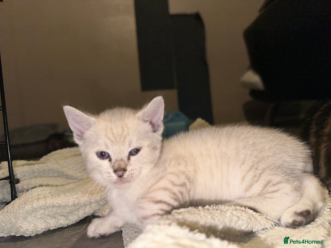 Bengal cats for sale: Snow Lynx, Marble & Brown Rosette Bengals - Image 26