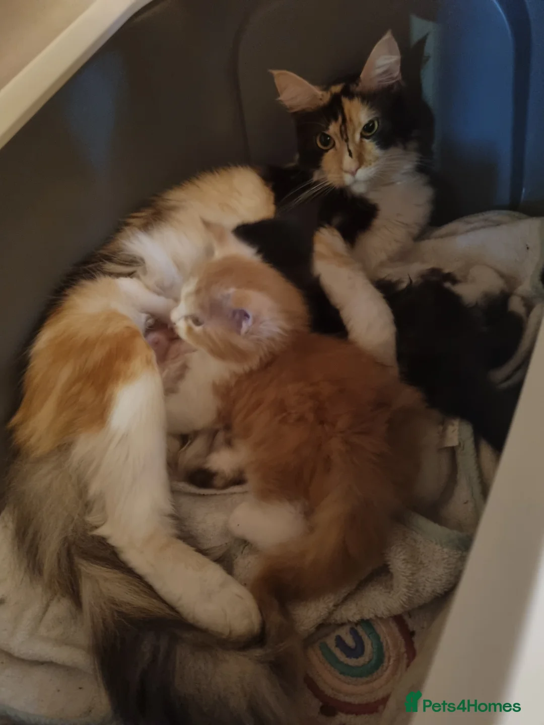 Maine Coon cats for sale: Female Maine coon  - Advert 1