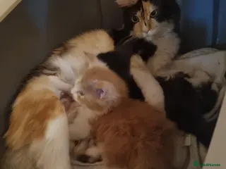 Maine Coon cats Female Maine coon - Advert 7