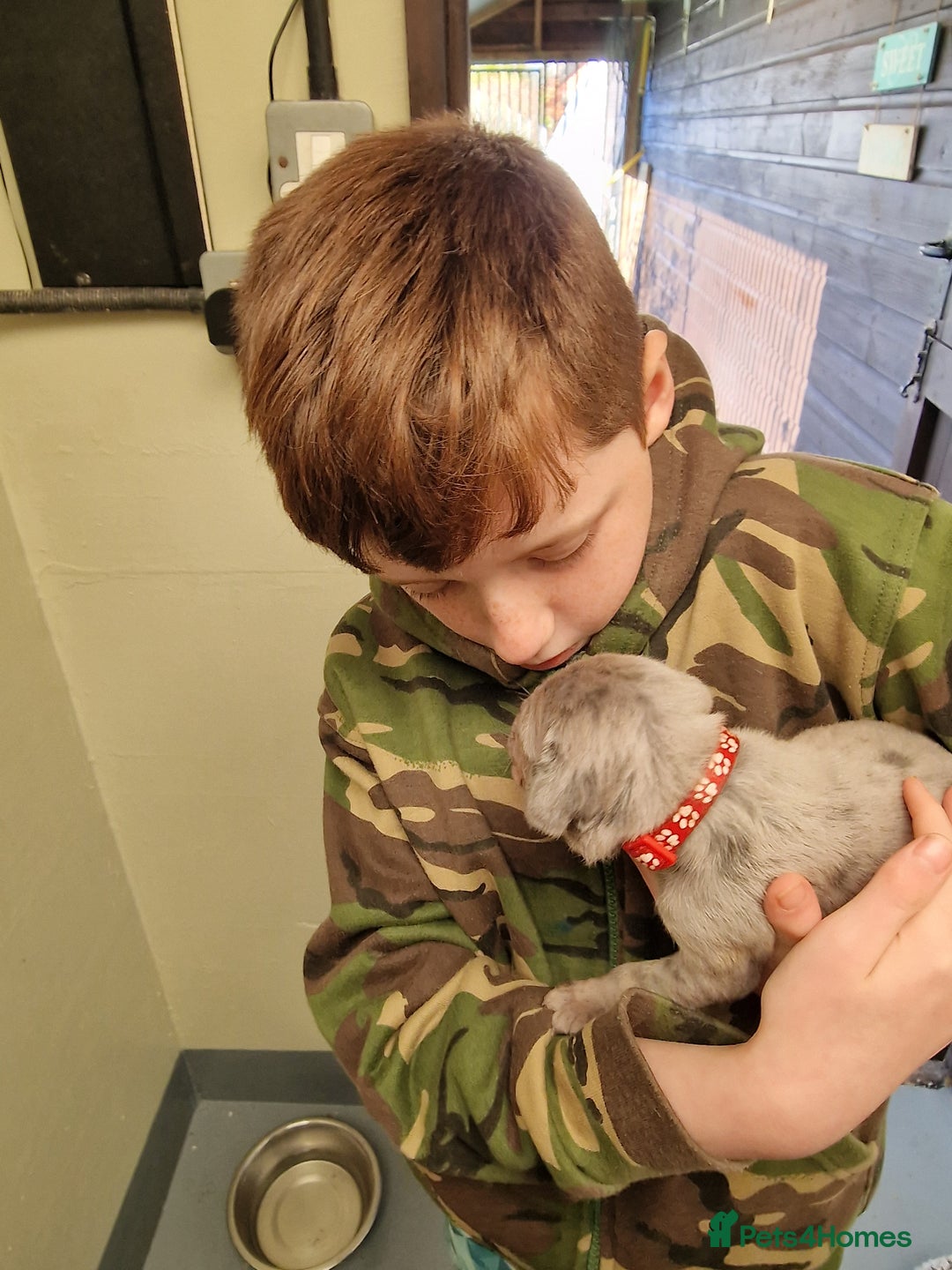 Mixed Breed dogs for sale: Cane Corso X Neapolitan Mastiff mix pups for sale - Advert 23