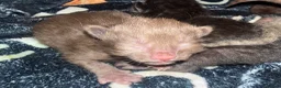 Ragdoll cats for sale: 3 beautiful kittens ragdoll x synths brown & black - Advert 10