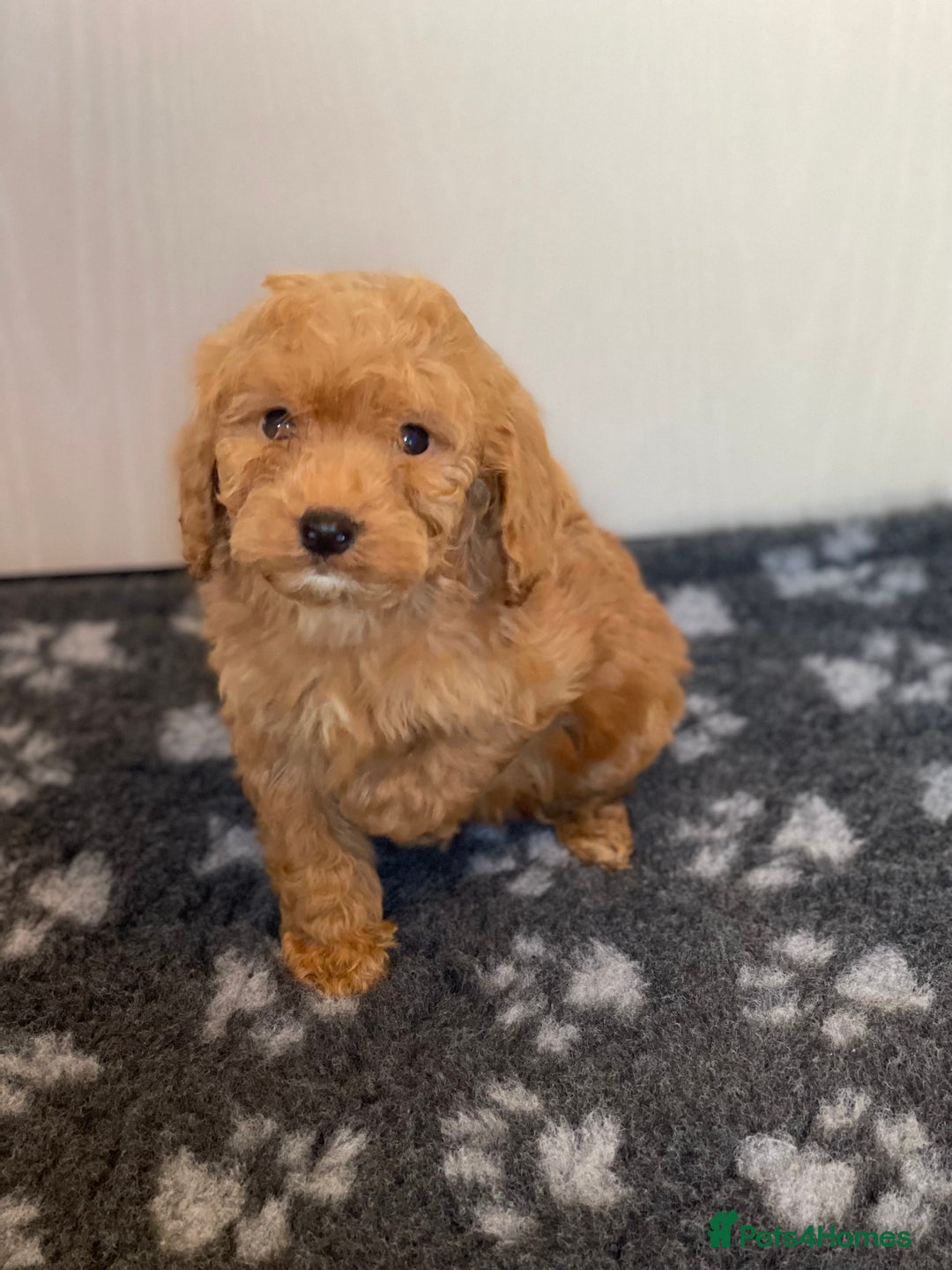 Cockapoo dogs for sale: Adorable cockapoo pups - Advert 11