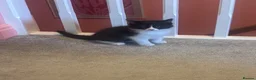 British Shorthair cats for sale: 7 short hair kittens  - Advert 9