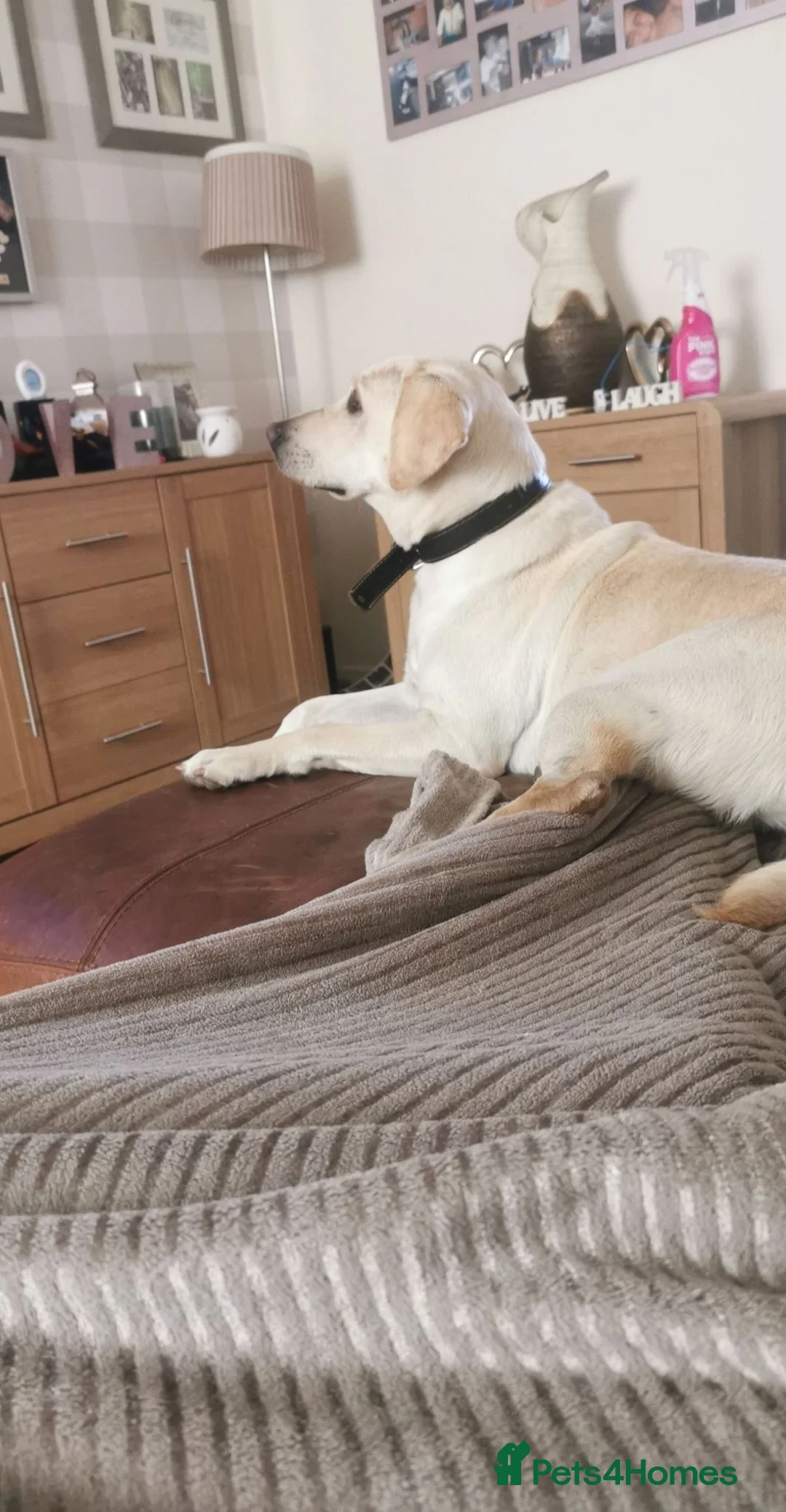 Labrador Retriever dogs for sale: Female yellow lab 7 year old  in Bradford - Advert 4
