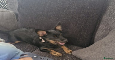 Mixed Breed dogs - Advert 7