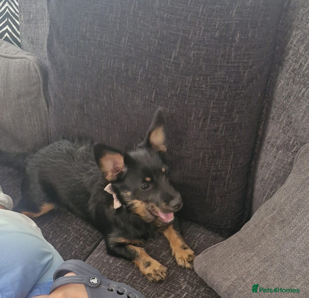 Mixed Breed dogs for sale: Dottie  - Image 1