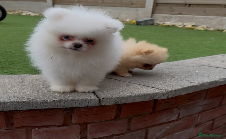 Pomeranian dogs - Advert 1