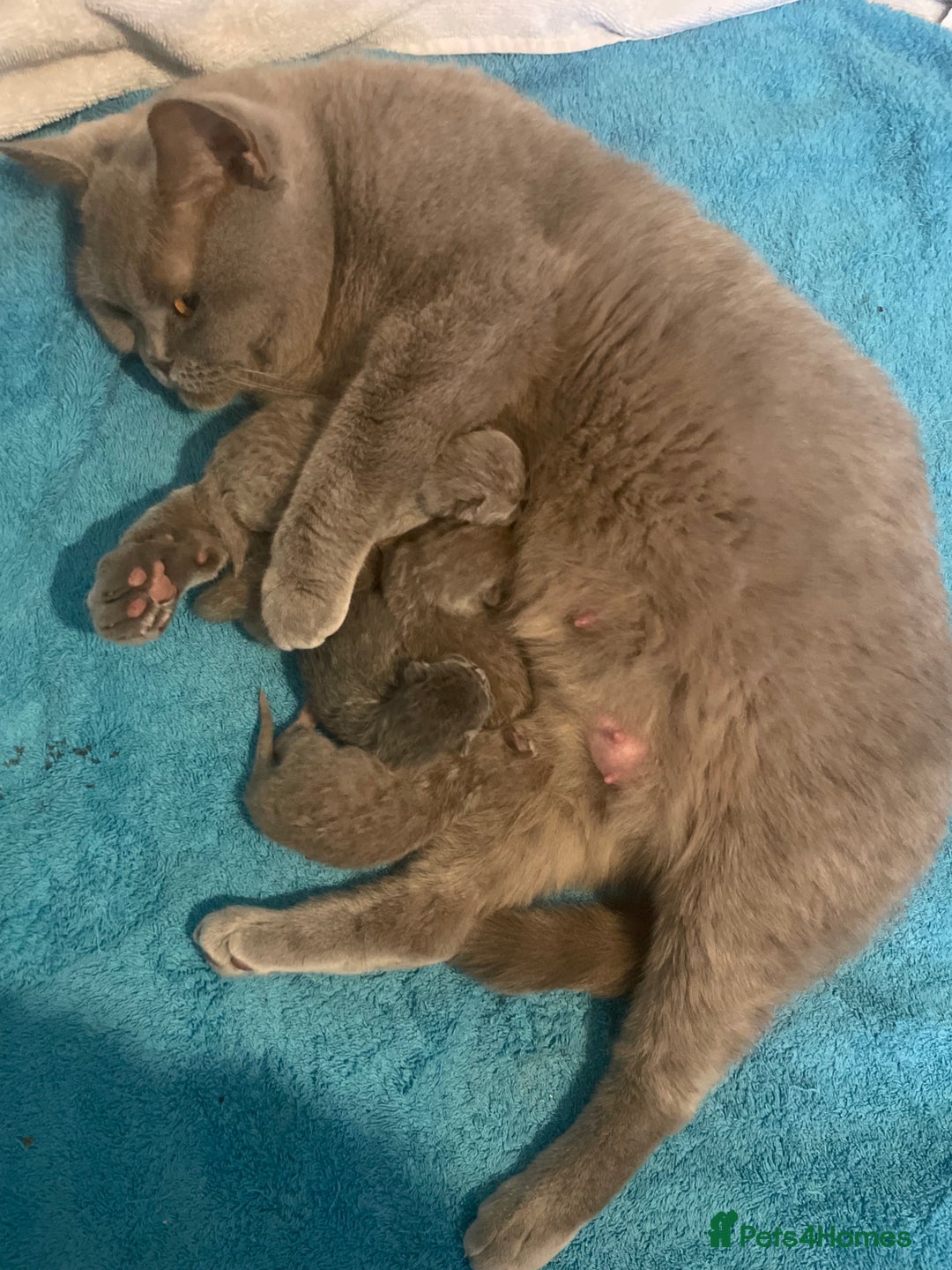 British Shorthair cats for sale: Champion line lilac British shorthair kittens - Advert 6