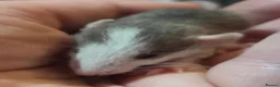 Rat rodents for sale: Dumbos and fancy rats sometimes balds.  - Advert 6