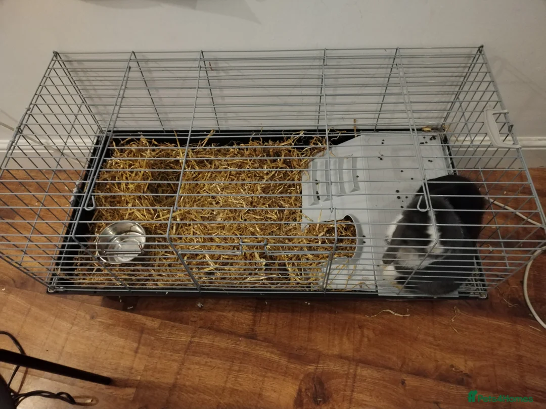 Mini Lop rabbits for sale: 2 x mini lops - Advert 2