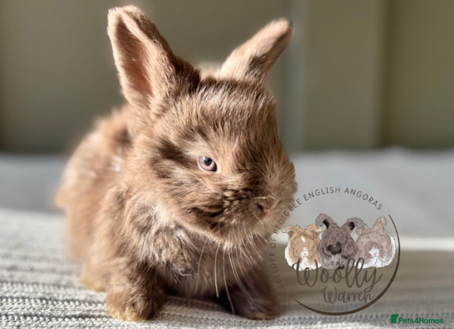 Angora rabbits - Advert 1