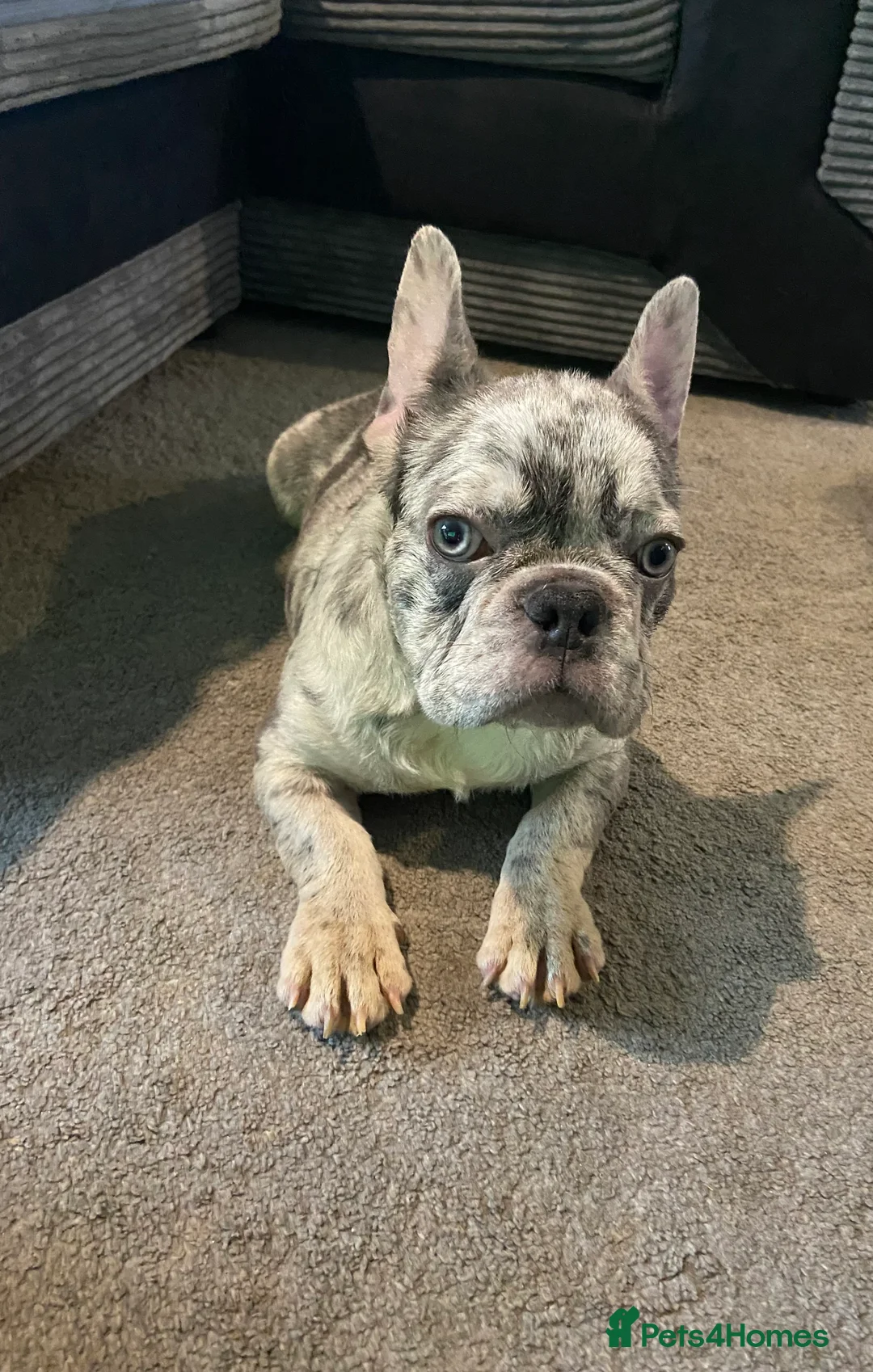 French Bulldog dogs for sale: 2 year old Boy Frenchie  - Advert 2