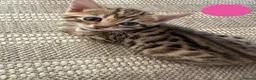 Bengal cats for sale: Beautiful Bengal Cross Kittens - Advert 22