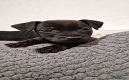 Patterdale Terrier dogs for sale: 1 year old Male Patterdale - Image 15