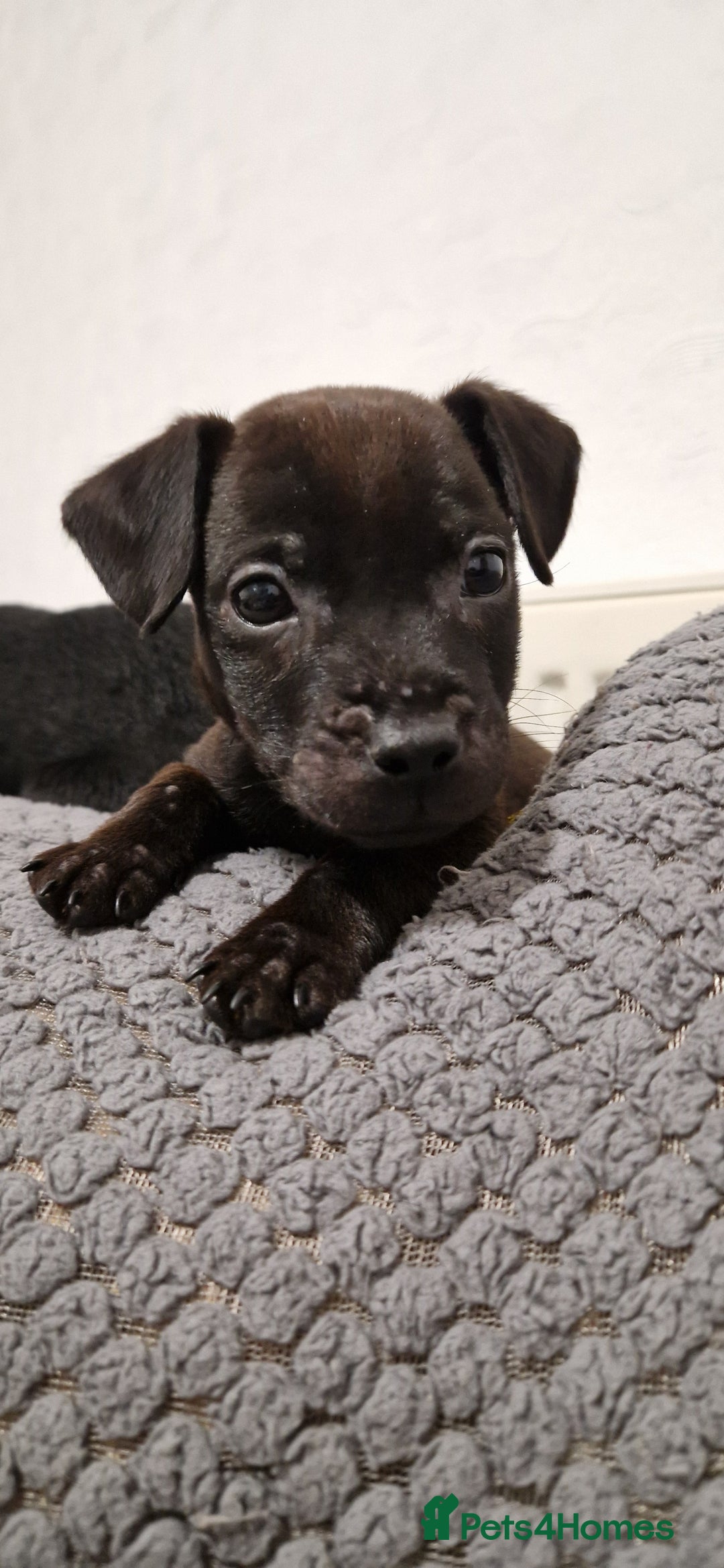 Patterdale Terrier dogs for sale: 1 year old Male Patterdale - Image 15