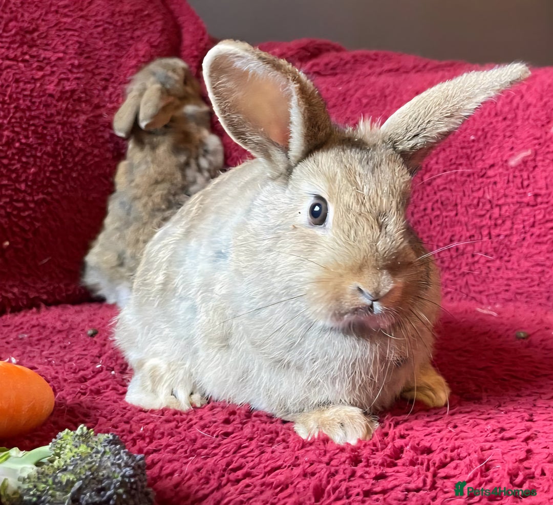 Mixed Breed rabbits for sale: Minilop, lionhead and mixed breed baby rabbits. - Image 5
