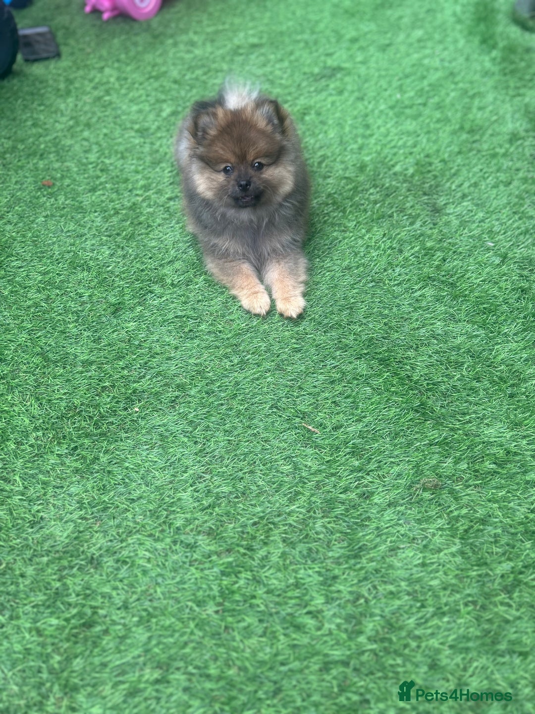 Pomeranian dogs for sale: Teddy bear Pomeranian puppy - Image 6