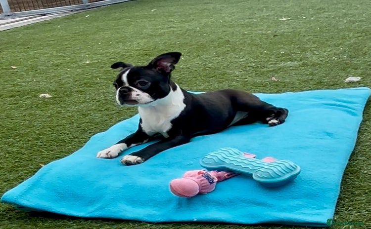 Boston Terrier dogs - Advert 2
