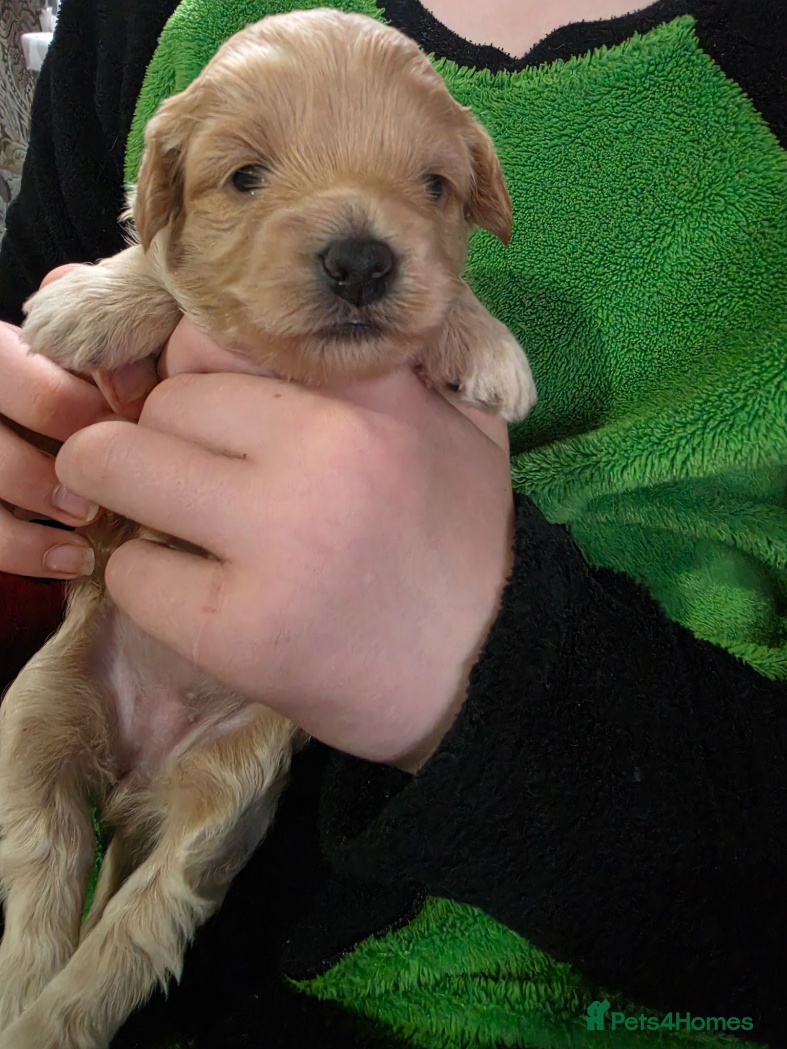 Maltipoo dogs Maltipoo ONLY 1 girl left - Advert 8