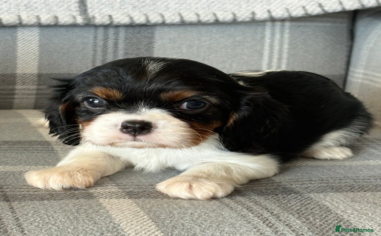 King Charles Spaniel dogs - Advert 1