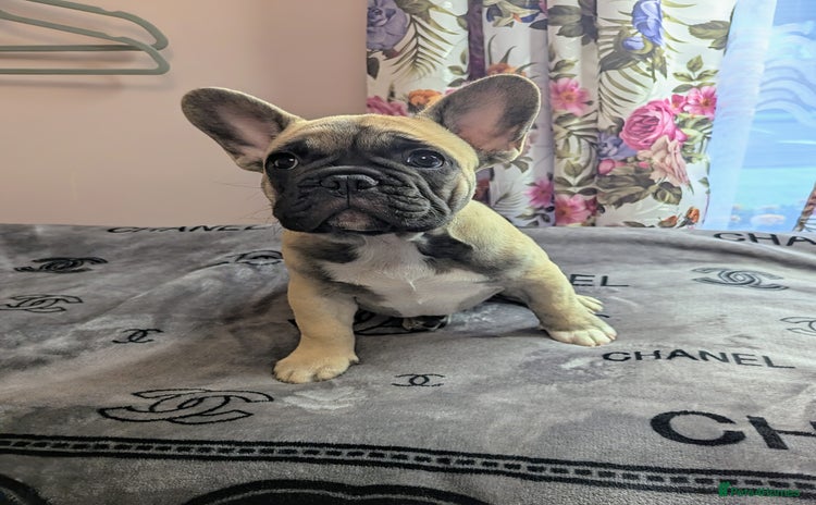 French Bulldog dogs - Advert 2