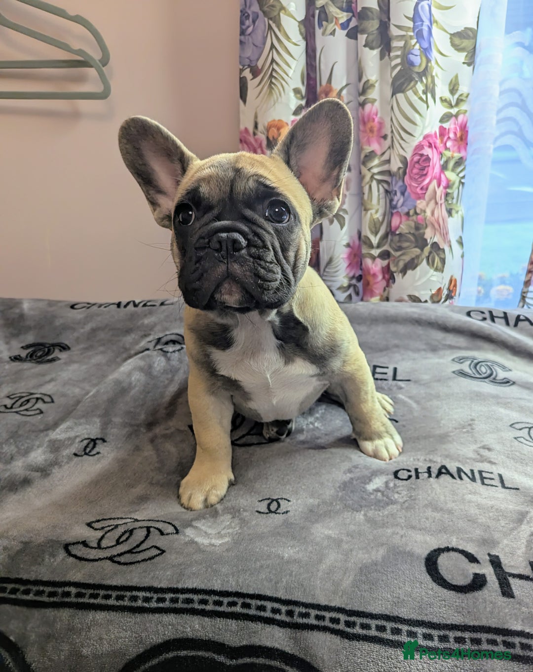 French Bulldog dogs for sale: Gorgeous boy - Image 1