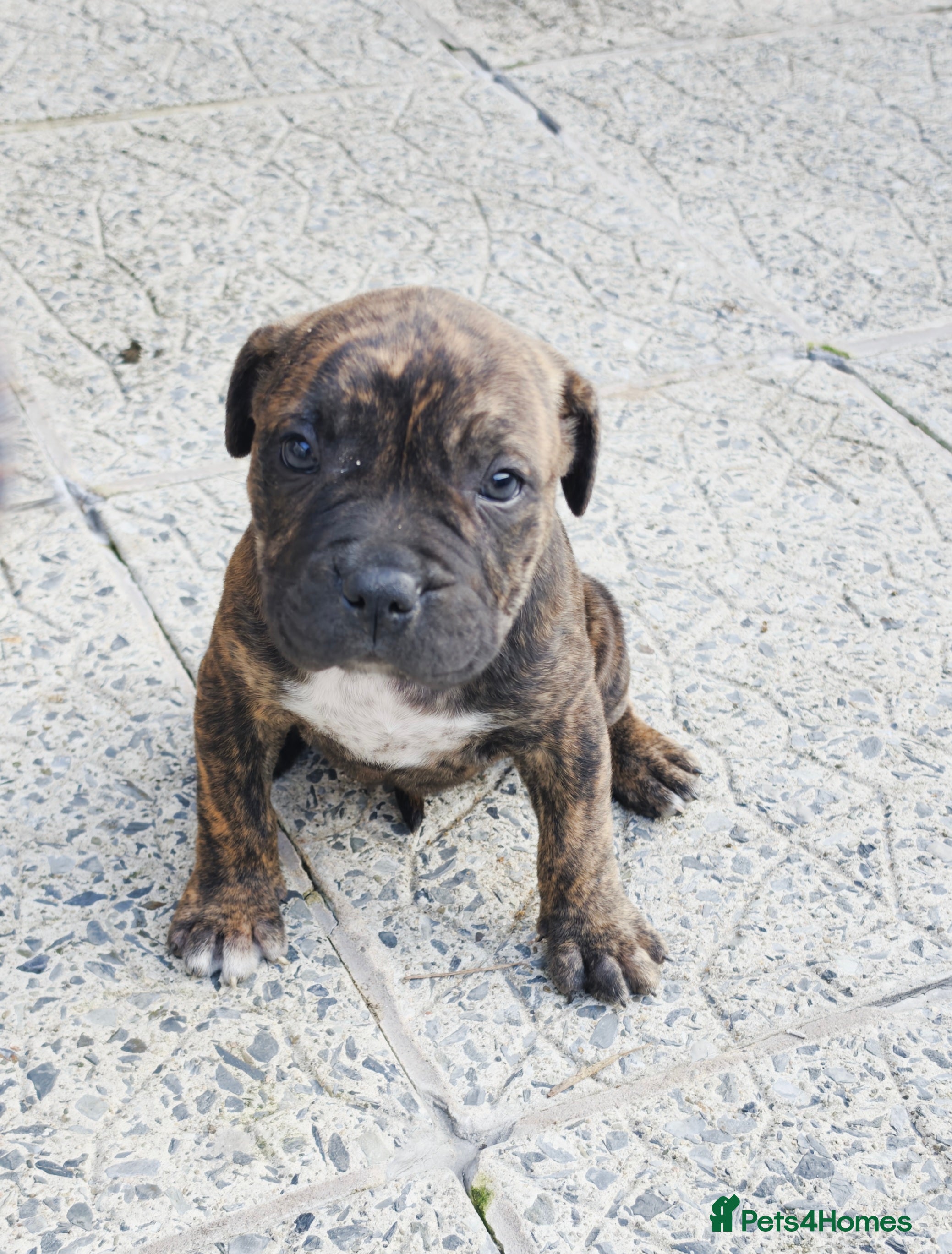 Mixed Breed dogs Mixed breed 1 boy and 1 girl left !  - Advert 2