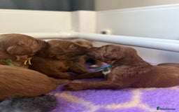Australian Labradoodle dogs for sale: Red Australian Labradoodle Puppies - WALA Multigen - Image 12