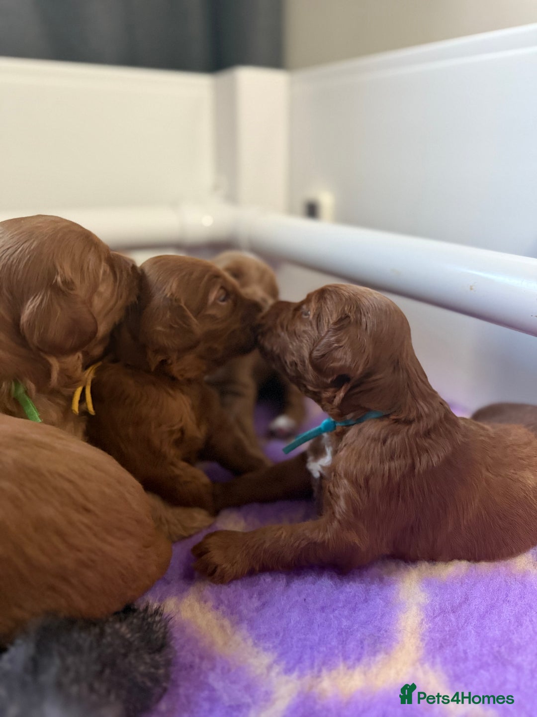 Australian Labradoodle dogs for sale: Red Australian Labradoodle Puppies - WALA Multigen - Image 12