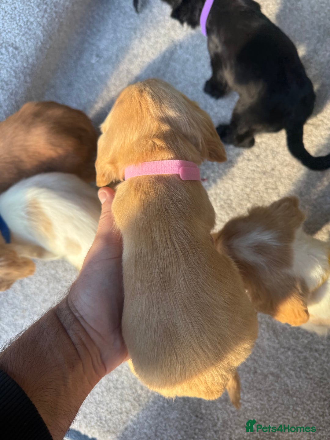 Cocker Spaniel dogs for sale: Cocker spaniel puppies  - Image 14
